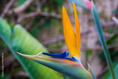 Papier peint  Strelitzia, bird of paradise, or crane lily. Floral background. Home gardening