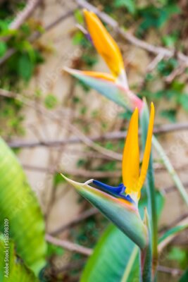 Papier peint  Strelitzia, bird of paradise, or crane lily. Floral background. Home gardening