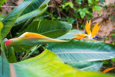 Papier peint  Strelitzia, bird of paradise, or crane lily. Floral background. Home gardening