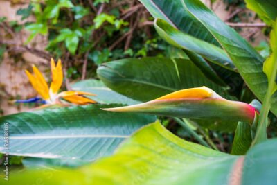 Papier peint  Strelitzia, bird of paradise, or crane lily. Floral background. Home gardening