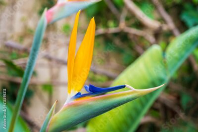 Papier peint  Strelitzia, bird of paradise, or crane lily. Floral background. Home gardening