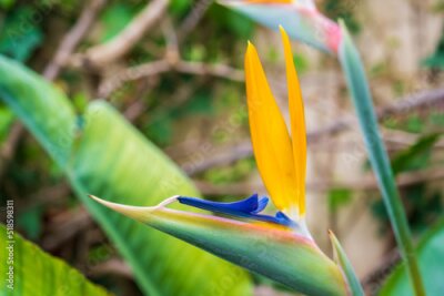 Papier peint  Strelitzia, bird of paradise, or crane lily. Floral background. Home gardening