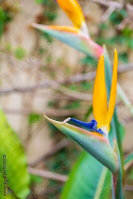 Papier peint  Strelitzia, bird of paradise, or crane lily. Floral background. Home gardening