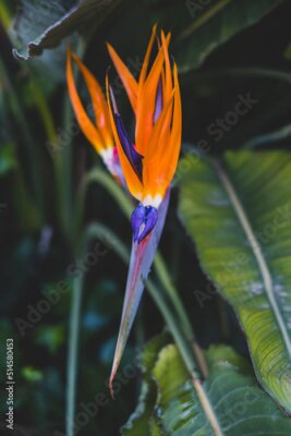 Papier peint  Strelitzia, bird of paradise, or crane lily. Floral background. Home gardening