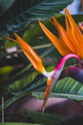 Papier peint  Strelitzia, bird of paradise, or crane lily. Floral background. Home gardening