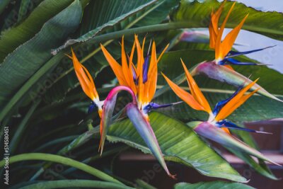 Papier peint  Strelitzia, bird of paradise, or crane lily. Floral background. Home gardening