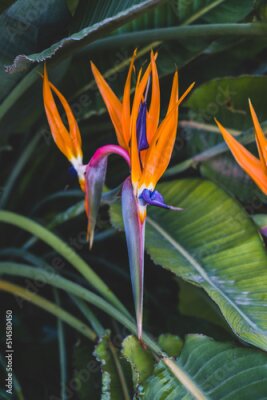 Papier peint  Strelitzia, bird of paradise, or crane lily. Floral background. Home gardening