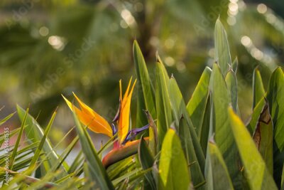 Papier peint  Strelitzia, bird of paradise, or crane lily. Floral background. Home gardening