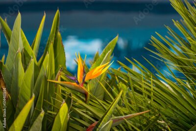Papier peint  Strelitzia, bird of paradise, or crane lily. Floral background. Home gardening