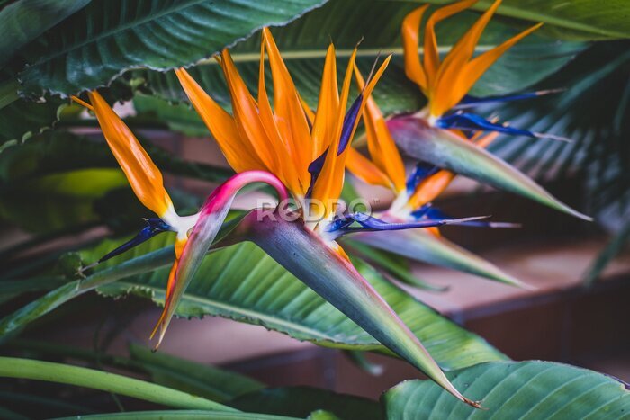 Papier peint  Strelitzia, bird of paradise, or crane lily. Floral background. Home gardening