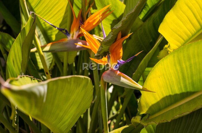 Papier peint  Strelitzia, bird of paradise, or crane lily. Floral background. Home gardening