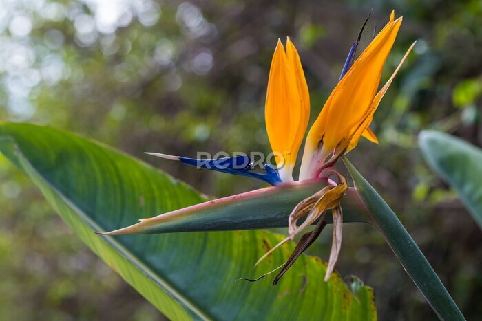 Papier peint  Strelitzia, bird of paradise, or crane lily. Floral background. Home gardening