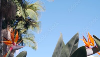 Papier peint  Strelitzia bird of paradise orange flower bloom, crane flower inflorescence, exotic tropical blossom in sunny garden. California flora, USA. Botanical floral background, palm tree, blue clear sky.