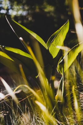 Papier peint  Strelitzia bird of paradise plant glowing in the golden light shot at shallow depth of field