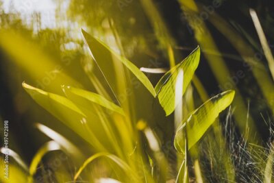 Papier peint  Strelitzia bird of paradise plant glowing in the golden light shot at shallow depth of field