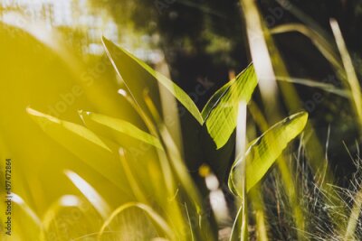Papier peint  Strelitzia bird of paradise plant glowing in the golden light shot at shallow depth of field