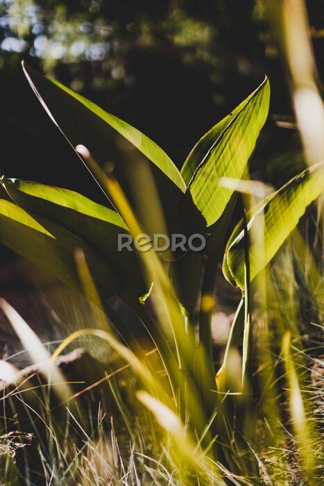 Papier peint  Strelitzia bird of paradise plant glowing in the golden light shot at shallow depth of field