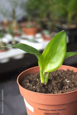 Papier peint  Strelitzia (bird of paradise plant) houseplant seedling