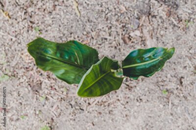 Papier peint  strelitzia bird of paradise plant outdoor in sunny backyard