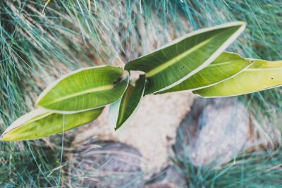 Papier peint  strelitzia bird of paradise plant outdoor in sunny backyard
