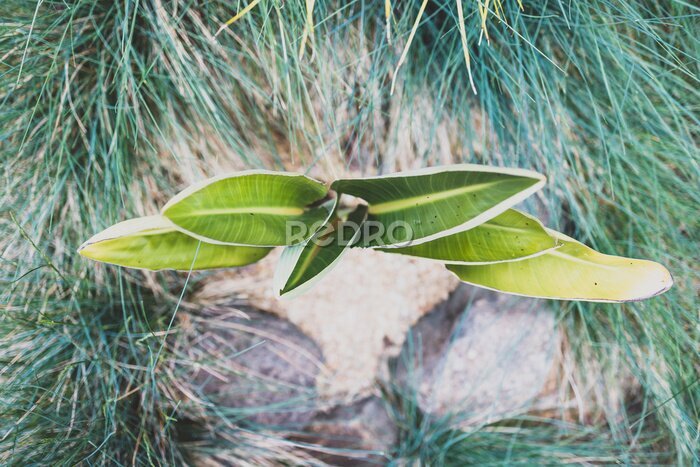 Papier peint  strelitzia bird of paradise plant outdoor in sunny backyard