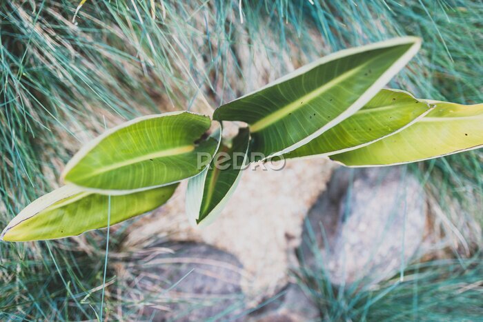 Papier peint  strelitzia bird of paradise plant outdoor in sunny backyard
