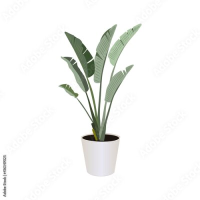 Papier peint  Strelitzia (Bird of Paradise), potted plant  isolated on the white background, tropical plants, modern houseplants, vector