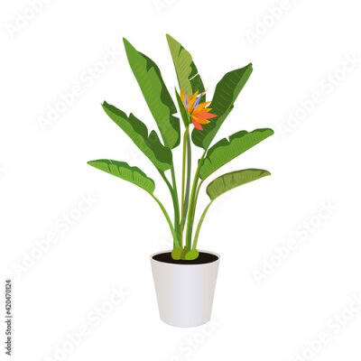Papier peint  Strelitzia (Bird of Paradise), potted plant  isolated on the white background, tropical plants, modern houseplants, vector