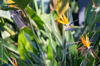 Papier peint  Strelitzia Bird of Paradise. Spring gardens with blooming flowers. Botanical varieties of strelitzia flowers. Fresh strelitzia flowers