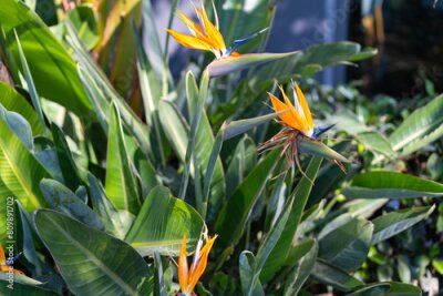 Papier peint  Strelitzia Bird of Paradise. Spring gardens with blooming flowers. Botanical varieties of strelitzia flowers. Fresh strelitzia flowers