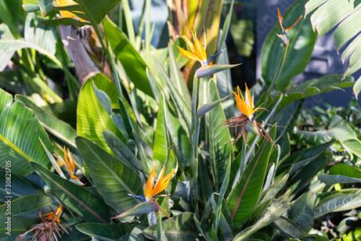 Papier peint  Strelitzia Bird of Paradise. Spring gardens with blooming flowers. Botanical varieties of strelitzia flowers. Fresh strelitzia flowers