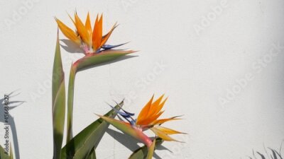 Papier peint  Strelitzia bird of paradise tropical crane flower, California USA. Orange exotic floral blossom, shadow on white wall, natural trendy houseplant for home gardening. Los Angeles summertime atmosphere.