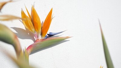Papier peint  Strelitzia bird of paradise tropical crane flower, California USA. Orange exotic floral blossom, shadow on white wall, natural trendy houseplant for home gardening. Los Angeles summertime atmosphere.
