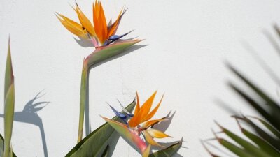 Papier peint  Strelitzia bird of paradise tropical crane flower, California USA. Orange exotic floral blossom, shadow on white wall, natural trendy houseplant for home gardening. Los Angeles summertime atmosphere.