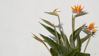 Papier peint  Strelitzia bird of paradise tropical crane flower, California USA. Orange exotic floral blossom, shadow on white wall, natural trendy houseplant for home gardening. Los Angeles summertime atmosphere.