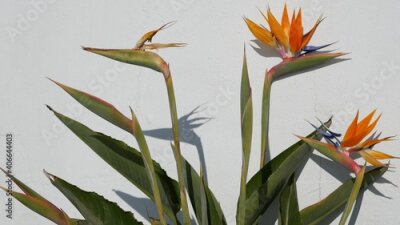 Papier peint  Strelitzia bird of paradise tropical crane flower, California USA. Orange exotic floral blossom, shadow on white wall, natural trendy houseplant for home gardening. Los Angeles summertime atmosphere.