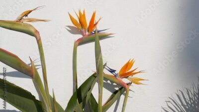 Papier peint  Strelitzia bird of paradise tropical crane flower, California USA. Orange exotic floral blossom, shadow on white wall, natural trendy houseplant for home gardening. Los Angeles summertime atmosphere.