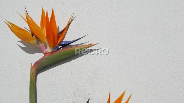 Papier peint  Strelitzia bird of paradise tropical crane flower, California USA. Orange exotic floral blossom, shadow on white wall, natural trendy houseplant for home gardening. Los Angeles summertime atmosphere.