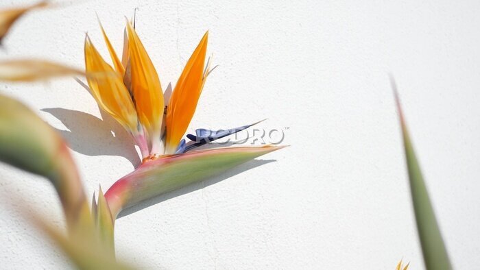 Papier peint  Strelitzia bird of paradise tropical crane flower, California USA. Orange exotic floral blossom, shadow on white wall, natural trendy houseplant for home gardening. Los Angeles summertime atmosphere.