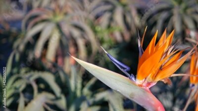 Papier peint  Strelitzia bird of paradise tropical crane flower, California USA. Orange exotic vivid floral blossom, amazon jungle rainforest atmosphere, natural lush foliage, trendy houseplant for home gardening.