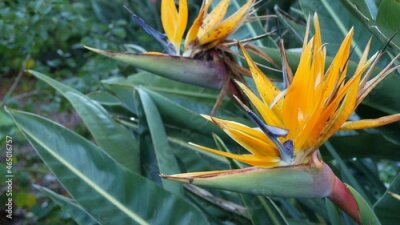 Papier peint  Strelitzia bird of paradise tropical crane flower, California USA. Orange exotic vivid floral blossom, amazon jungle rainforest atmosphere, natural lush foliage, trendy houseplant for home gardening.
