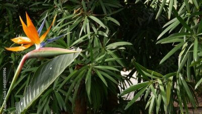 Papier peint  Strelitzia bird of paradise tropical crane flower, California USA. Orange exotic vivid floral blossom, amazon jungle rainforest atmosphere, natural lush foliage, trendy houseplant for home gardening.