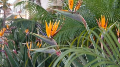 Papier peint  Strelitzia bird of paradise tropical crane flower, California USA. Orange exotic vivid floral blossom, amazon jungle rainforest atmosphere, natural lush foliage, trendy houseplant for home gardening.