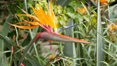 Papier peint  Strelitzia bird of paradise tropical crane flower, California USA. Orange exotic vivid floral blossom, amazon jungle rainforest atmosphere, natural lush foliage, trendy houseplant for home gardening.