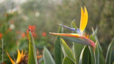 Papier peint  Strelitzia bird of paradise tropical crane flower, California USA. Orange exotic vivid floral blossom, amazon jungle rainforest atmosphere, natural lush foliage, trendy houseplant for home gardening.
