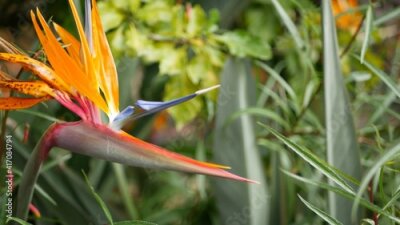 Papier peint  Strelitzia bird of paradise tropical crane flower, California USA. Orange exotic vivid floral blossom, amazon jungle rainforest atmosphere, natural lush foliage, trendy houseplant for home gardening.