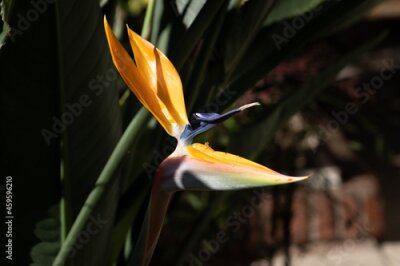 Papier peint  Strelitzia bird plant close up under sunlight