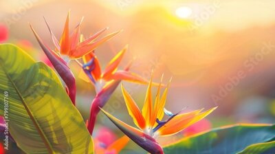 Papier peint  Strelitzia birds of paradise against a vivid sunset, exotic and endangered