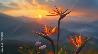 Papier peint  Strelitzia birds of paradise against a vivid sunset, exotic and endangered