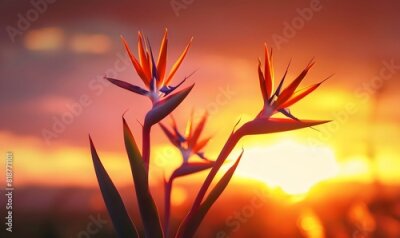 Papier peint  Strelitzia birds of paradise against a vivid sunset, Generative AI